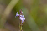 Narrowleaf vervain